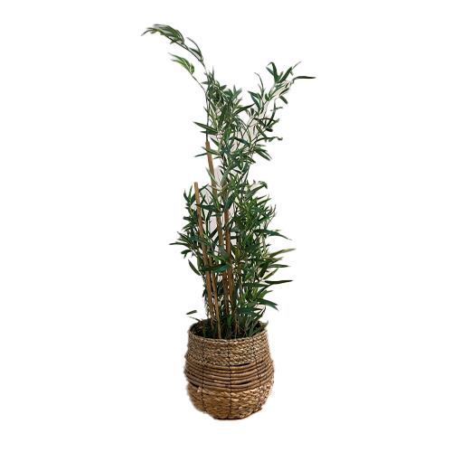 Lav plante med potteskjuler i siv